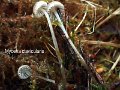 Mycena clavicularis-amf84